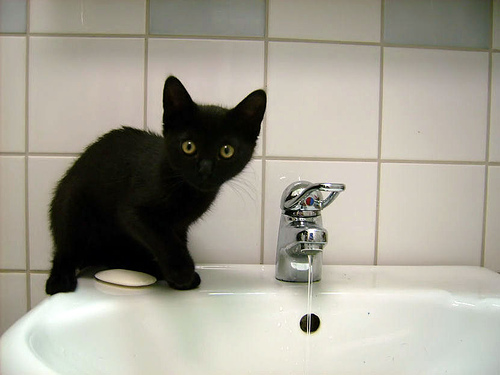 cat-sink.jpg