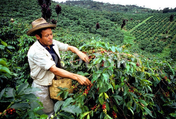 Kávéfarm Kolumbiában