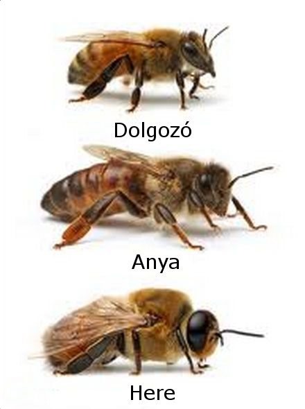Méhek szaporodása