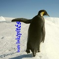 Google Pingvin 2.0