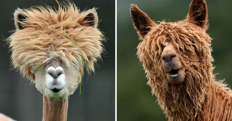 alpaca-hair.jpg