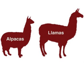 alpaca-v-llama-350x263.jpg