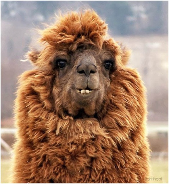 hilarious-alpaca-hairstyles-10.jpg