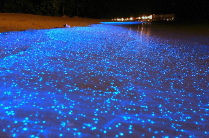 bioluminescentjpg.jpg