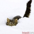 Cica hóban