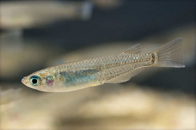 640px-oryzias_latipes_hamamatsu_shizuoka_japan_2007_-1.jpg