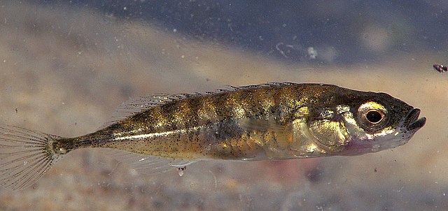 640px-pungitius_pungitius.jpg
