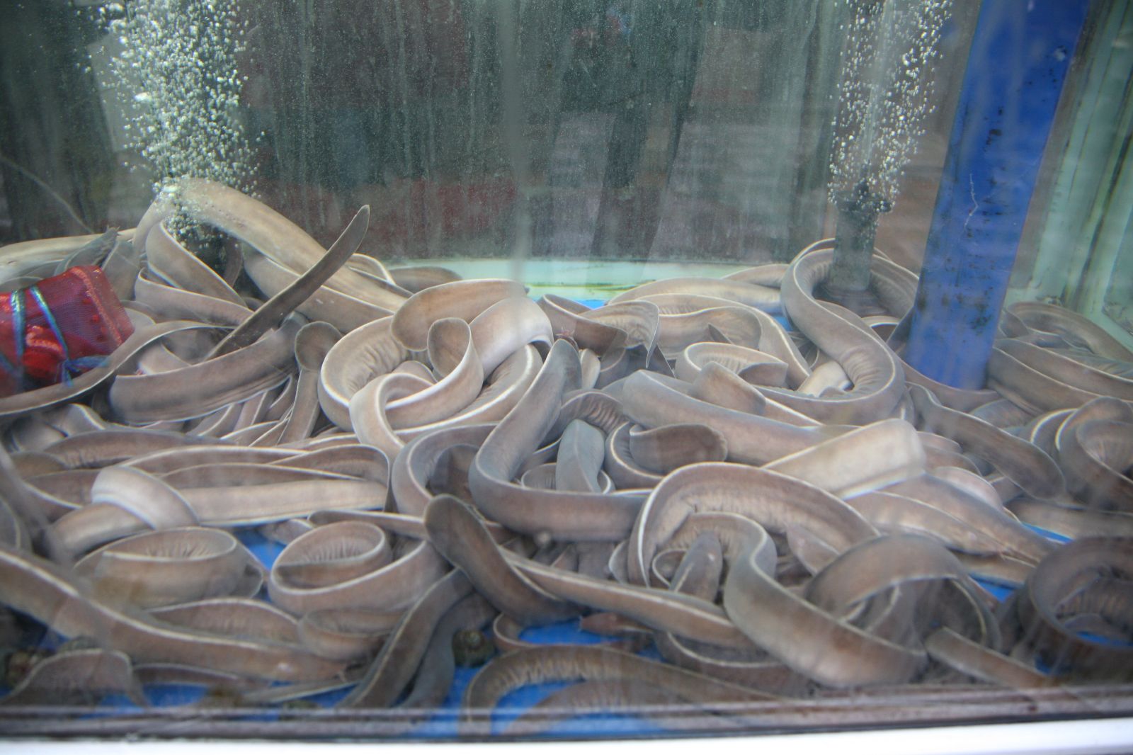korea-busan-haeundae_market-inshore_hagfish-04.jpg