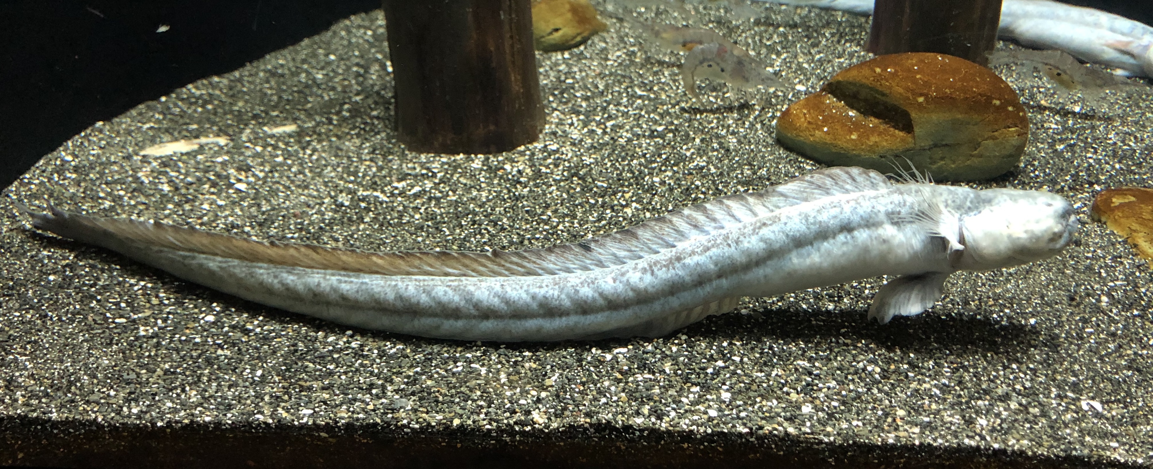 odontamblyopus_lacepedii_warasubo.jpg