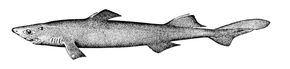 pseudotriakis_microdon.jpg