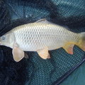 A ponty Cyprinus Carpio