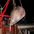 200 kilós tengeri szörnyet fogtak Horvátországban!