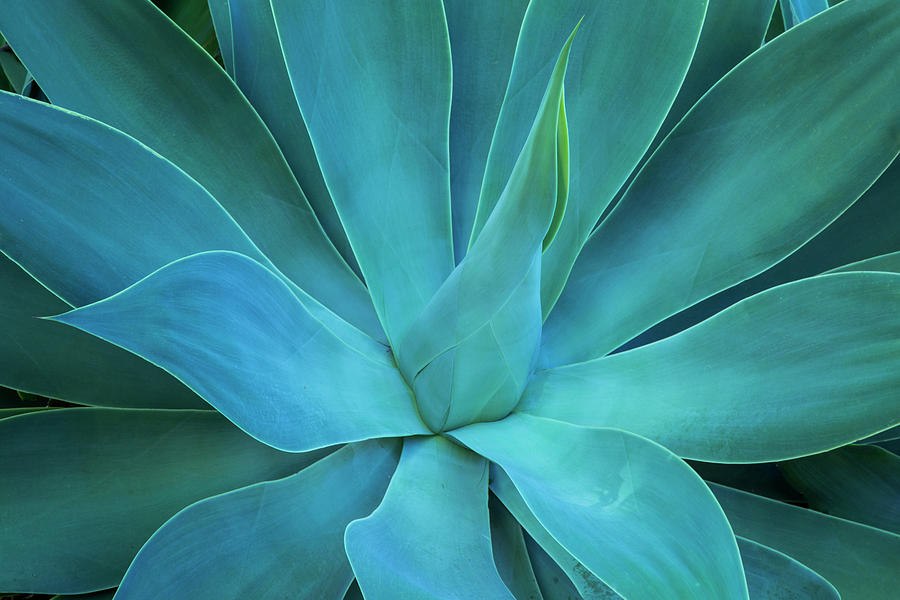 close-up-blue-green-agave-leaves-darrell-gulin.jpg
