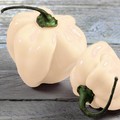 Pepperone Habanero Bianco