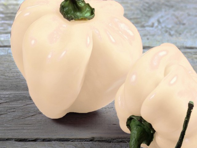 Pepperone Habanero Bianco