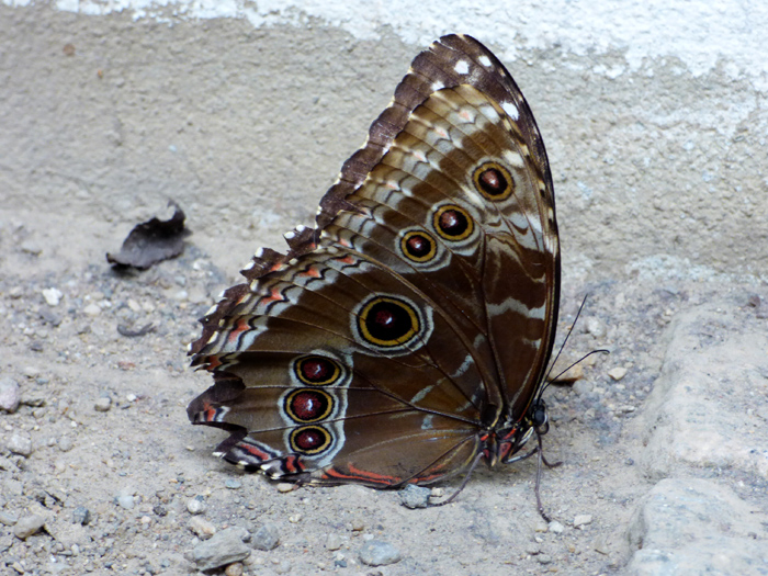 papillon1-5.JPG