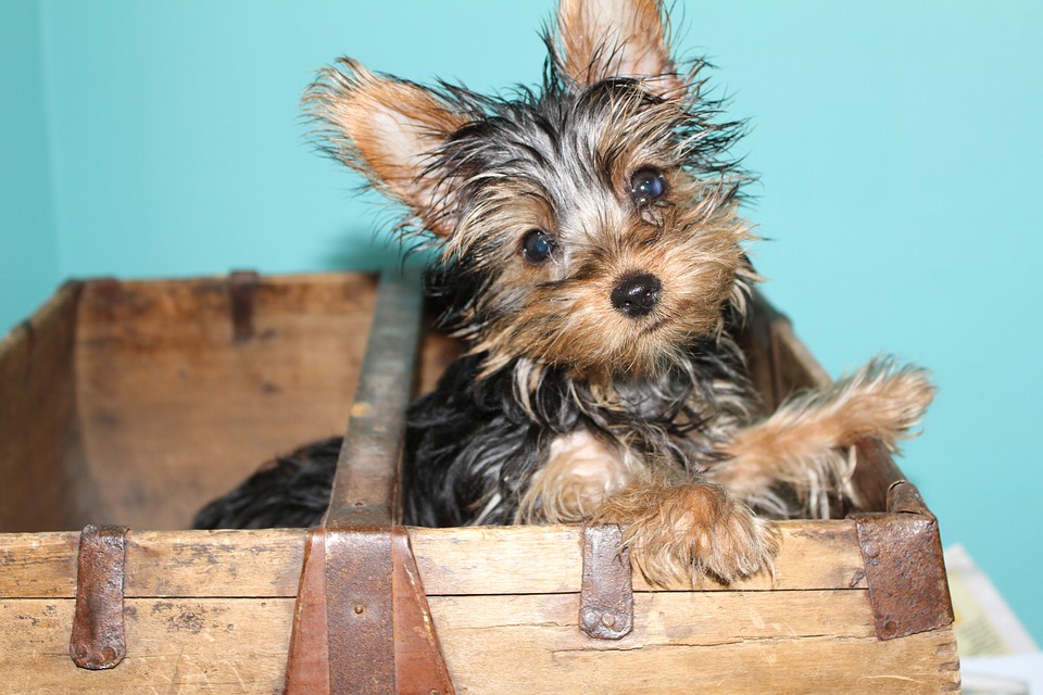 yorkie-3879025_960_720.jpg