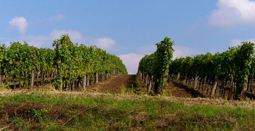 pannon-tokaj.jpg