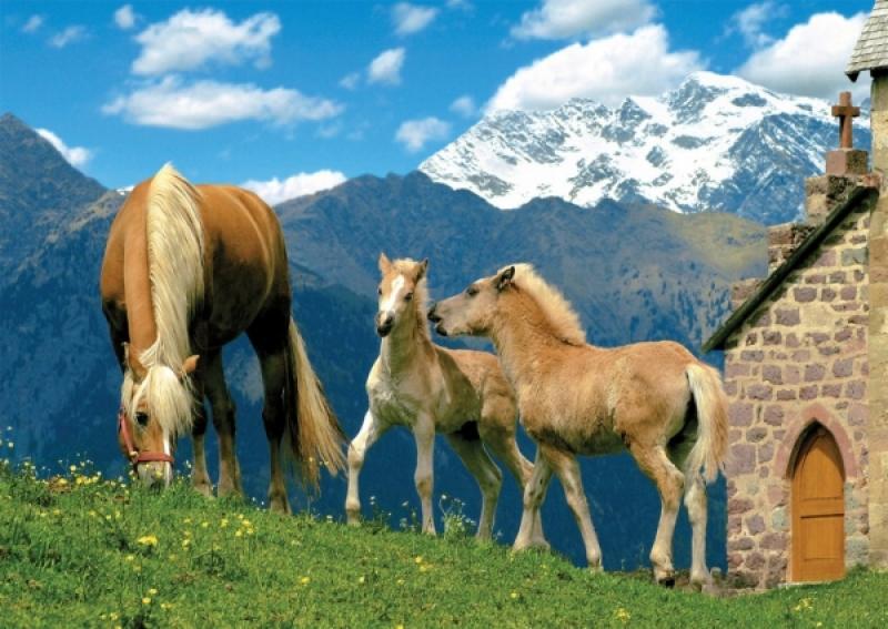 n_puzzle-1500-db-os-haflingi-lovak_3744_1.jpeg