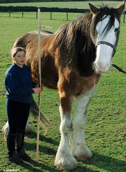 prendere-le-foto-del-grande-cavallo-imma-nb16630.jpg