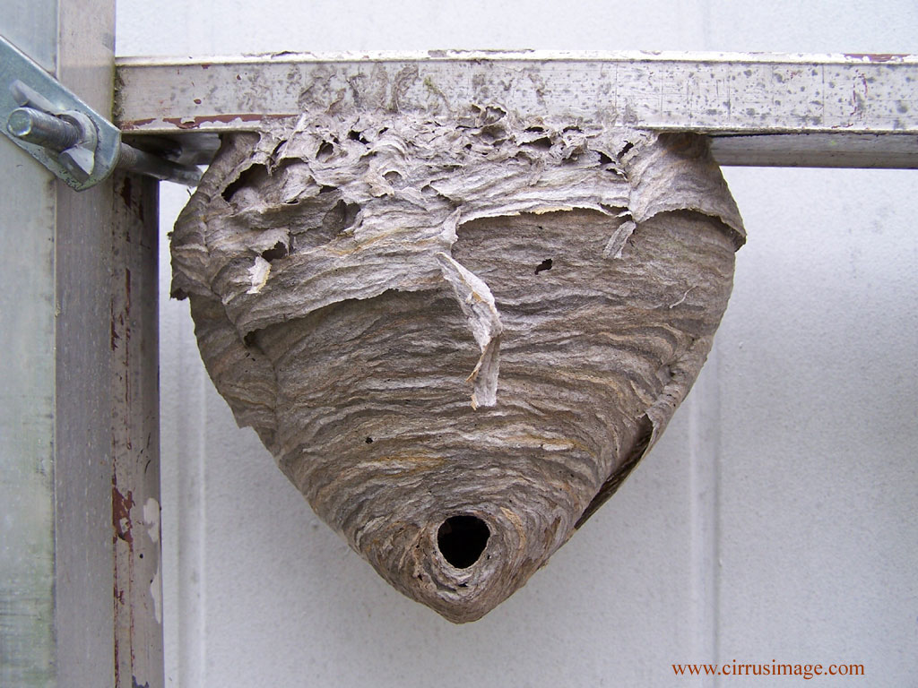 How-to-get-rid-of-hornet-nests-.jpg