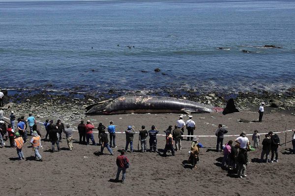 Whale-found-dead-in-Chile.jpg