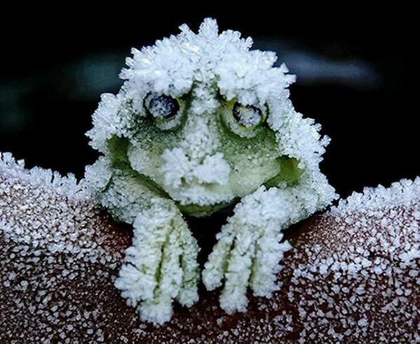 frozen_frog_fake.jpg