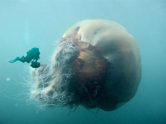 jellyfish_big.jpg