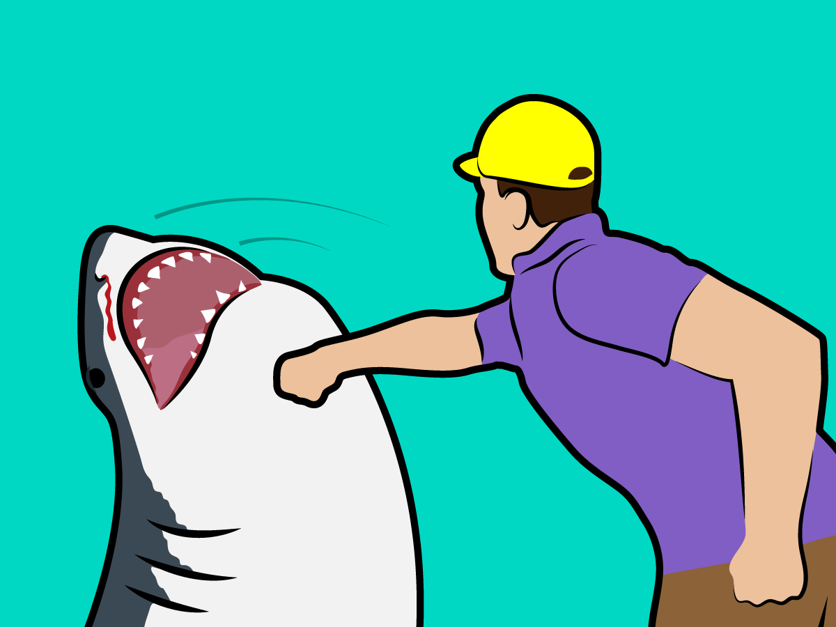myth-if-a-shark-attacks-you-punch-it-in-the-nose.jpg