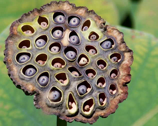 seed_pod.jpg