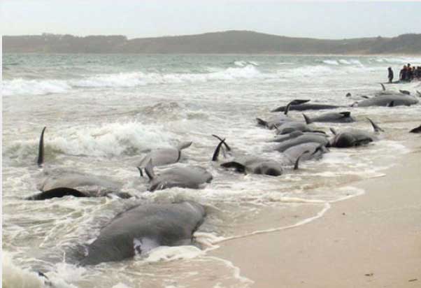 whales-fukushima-hoax-1.jpg