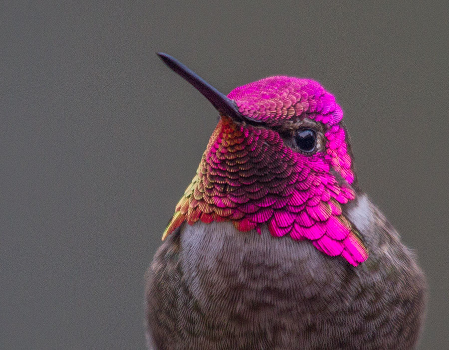 annas-hummingbird.jpg