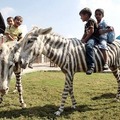 Itt egy újabb zebra hamisítási ügy