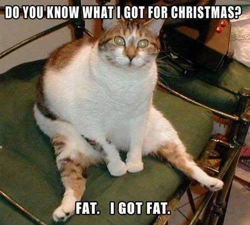 fat-cat-for-xmas_admin122213r4bbn.jpg