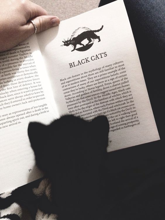 black_cats.jpg