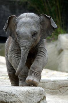 Evelin, a kis elefánt