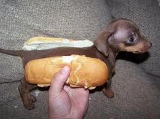 hotdog kutya.jpg