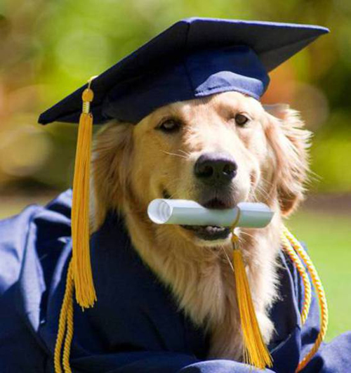 graduating_dog.jpg