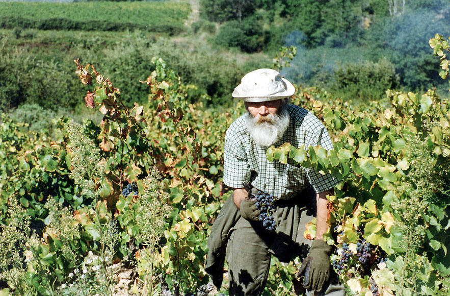 488-vendanges-puyloubier.jpg