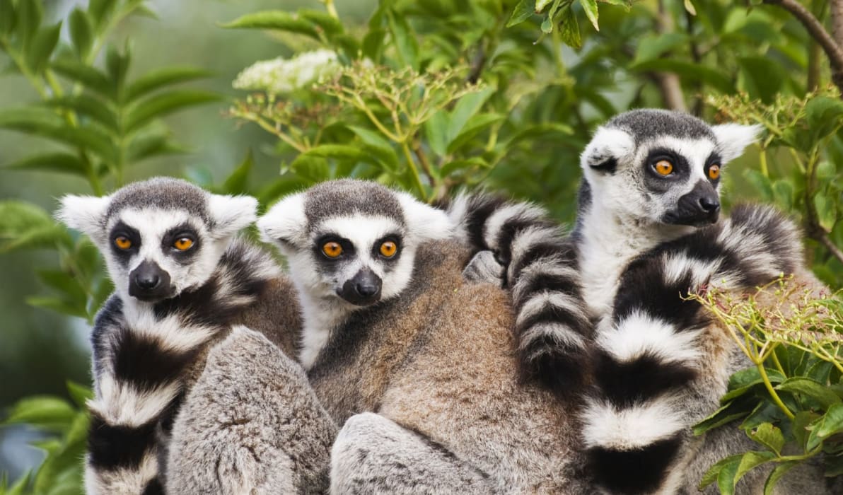 ring-tailed-lemur-family-madagascar-tours.jpg