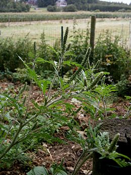 ambrosia_artemisiifolia_inflorescence01.jpg