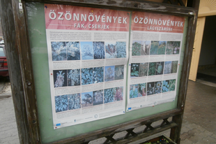 Mit ültessünk a kertünkbe, Nagykovácsiban? - 2. fejezet