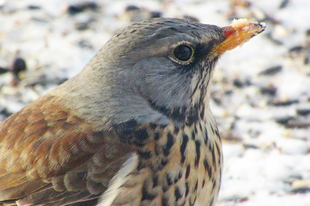 Új vendégek a téli madáretetőnél: a fenyőrigók