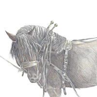 Lucerna és szántás fogasolása lóval