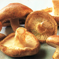 Shiitake (Lentinula edodes)