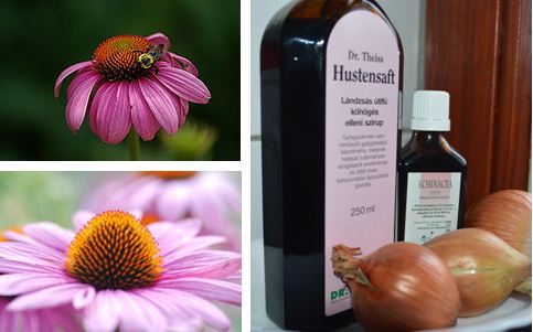 bíbor kasvirág vagyis echinacea.JPG