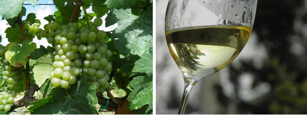 chardonnay szőlő Villány és Linbrunn chardonnay bor.JPG