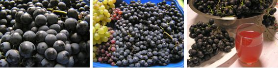 villányi kékoportó szőlő és mustja.JPG