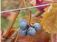 villányi szőlők ősszel 2.JPG