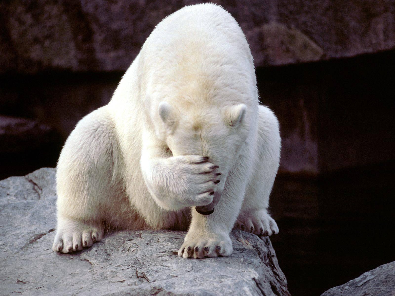 POlar_facepalm[1].jpg